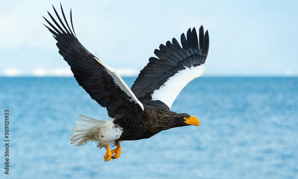 Adult Steller's sea eagle in flight. Scientific name: Haliaeetus pelagicus. Blue sky and ocean background. Adult Steller's sea eagle in flight. Scientific name: Haliaeetus pelagicus. Blue sky and ocean background.