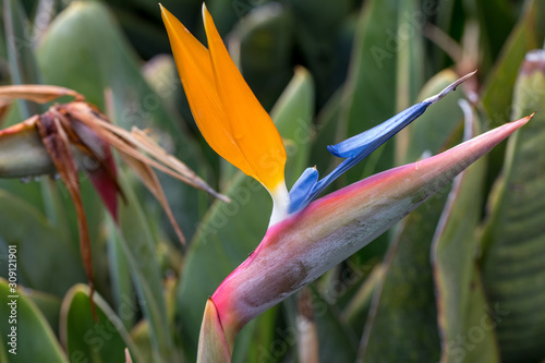 Tropical flower strelitzia or bird of paradise on Madeira Island, Portugal.