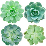 Collection of green flowering succulent plants on white background
