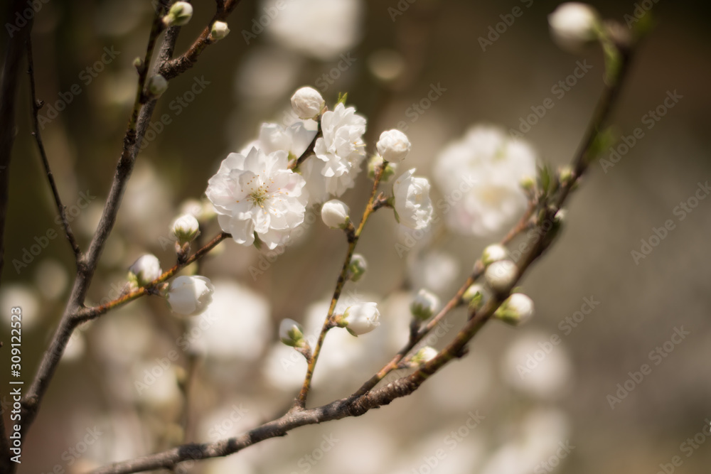 The show of the cherry blossoming season