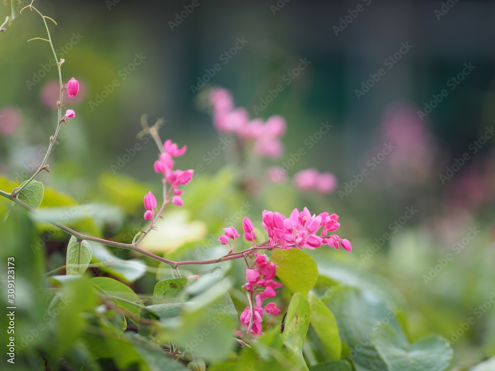 Pink flower small ivy Scientific name Antigonon leptopus Hook, arranged into beautiful bouquets on blurred of nature background Pink flower small ivy Scientific name Antigonon leptopus Hook, arranged into beautiful bouquets on blurred of nature background