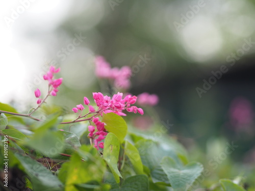 Pink flower small ivy Scientific name Antigonon leptopus Hook, arranged into beautiful bouquets on blurred of nature background photo