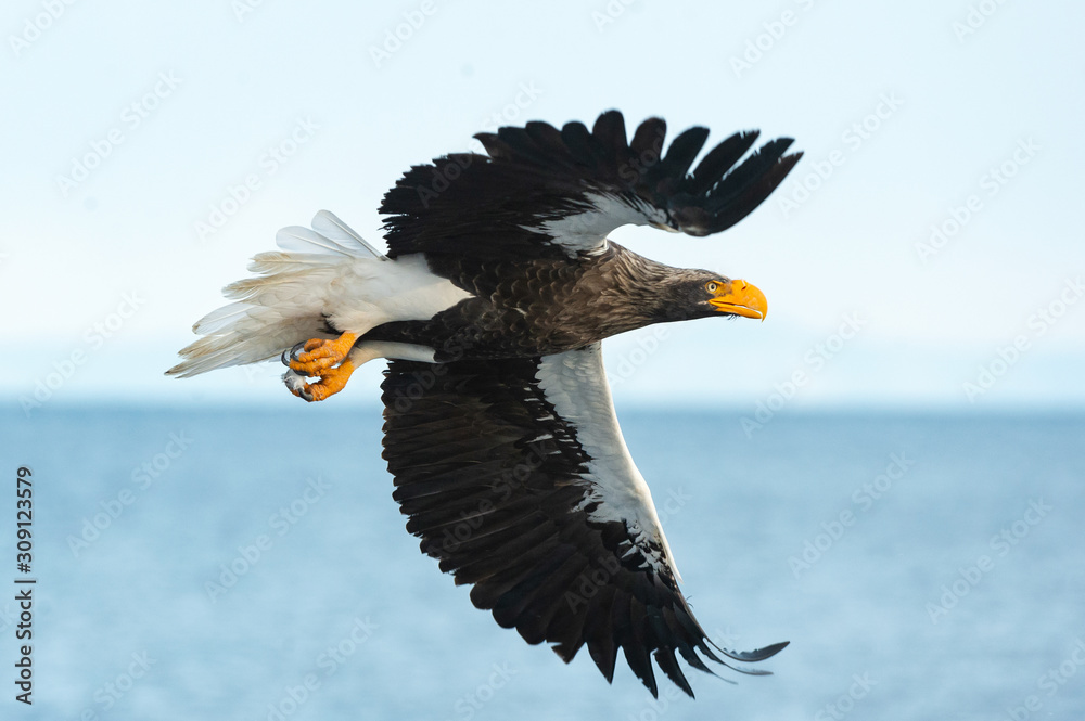 Adult Steller's sea in flight. Scientific name: Haliaeetus pelagicus. Blue sky and ocean background. Adult Steller's sea in flight. Scientific name: Haliaeetus pelagicus. Blue sky and ocean background.