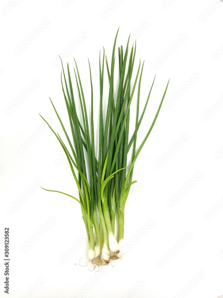 green onion isolated on white background green onion isolated on white background