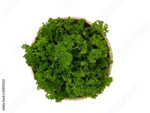 fresh parsley  in  wooden basket isolated on white background