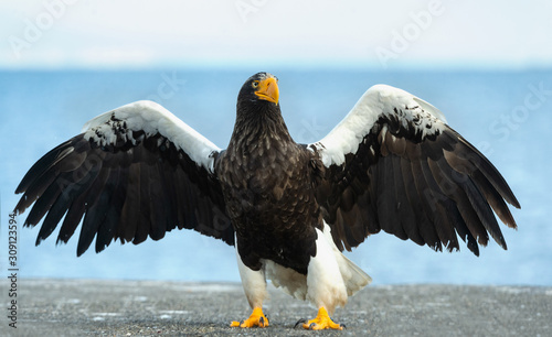 Canvas Print Adult Steller's sea eagle spreading wings