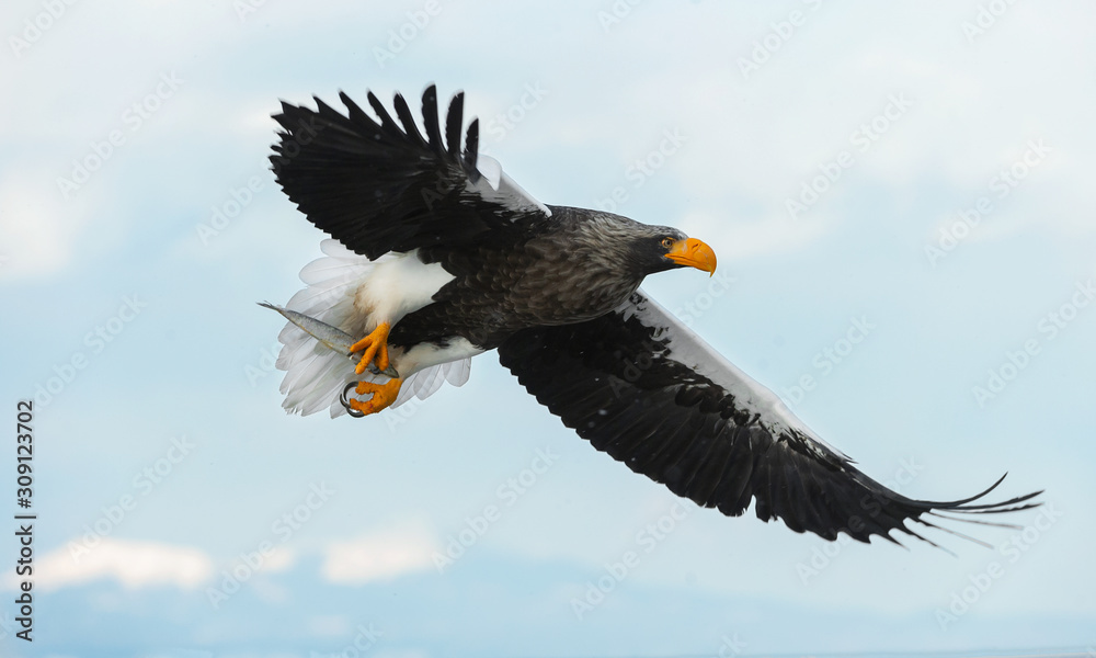 Adult Steller's sea in flight. Scientific name: Haliaeetus pelagicus. Blue sky and ocean background. Adult Steller's sea in flight. Scientific name: Haliaeetus pelagicus. Blue sky and ocean background.