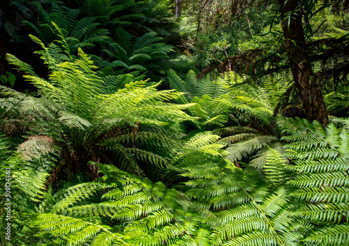 Fern forest, Australia