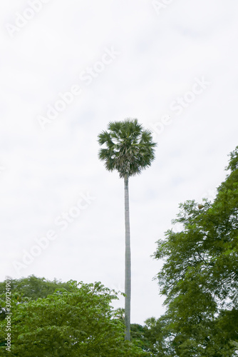 Siem Reap Cambodia