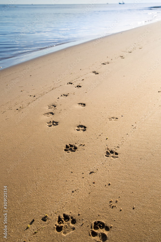 Dog prints in the sand Dog prints in the sand