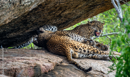 Leopards on a rock. The Female and male of Sri Lankan leopard (Panthera pardus kotiya). Sri Lanka. Yala National Park.