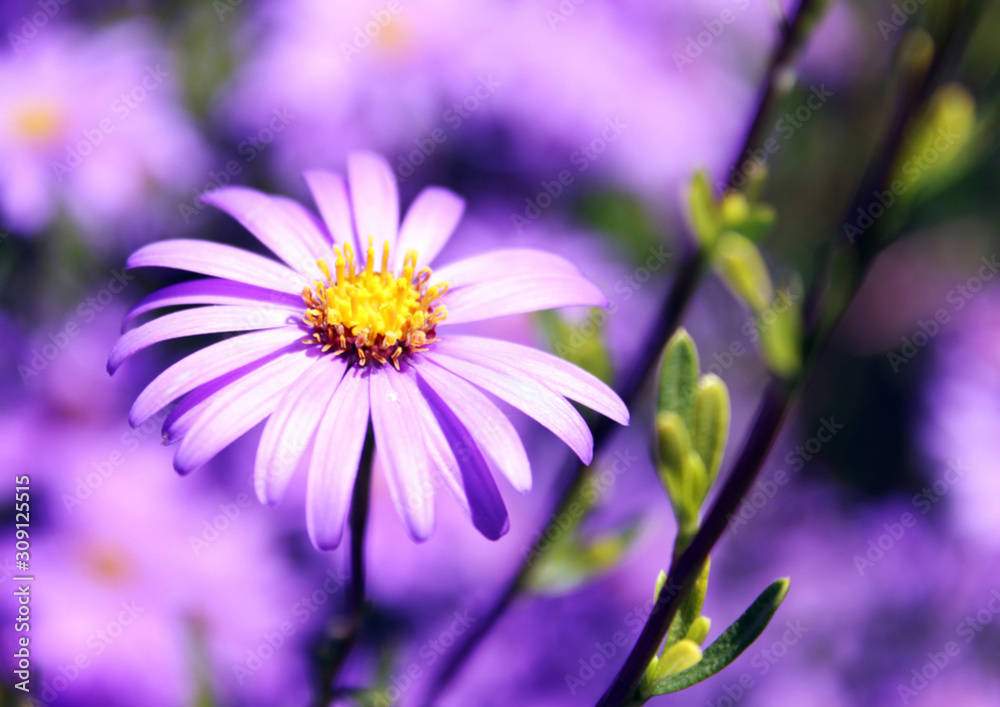 Purple flower on road side Purple flower on road side
