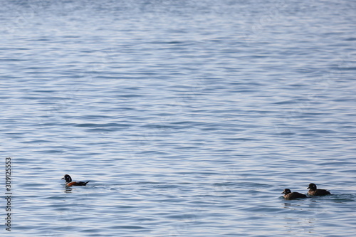 Harlequin ducks (Histrionicus histrionicus) swimming on the sea surface. Two ducks following the drake. Group of wild ducks in natural habitat.