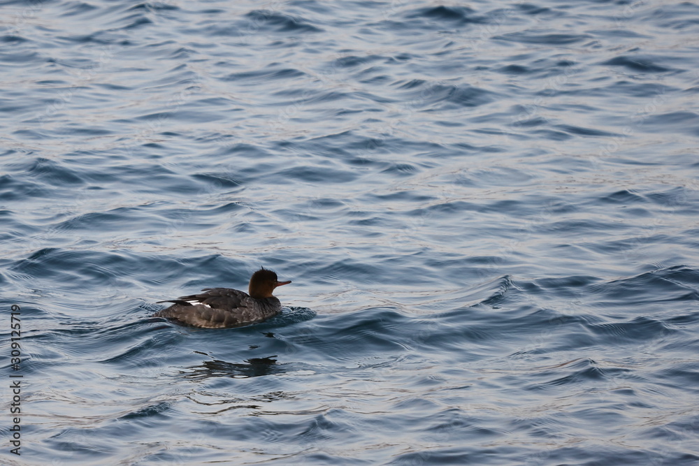 Red-breasted merganser duck (Mergus serrator) swimming in sea water. Wild diving duck in nature. Red-breasted merganser duck (Mergus serrator) swimming in sea water. Wild diving duck in nature.