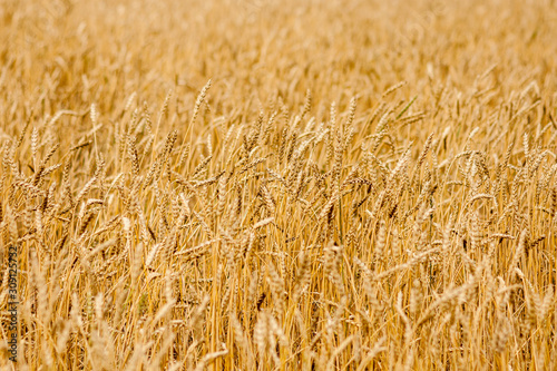 Wheat field close up. Selective focus