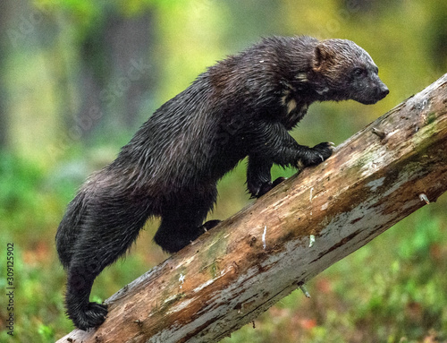Wolverine climbing on the tree. Wild nature. Natural habitat. Glutton, carcajou, skunk bear, or quickhatch. Scientific name: gulo gulo
