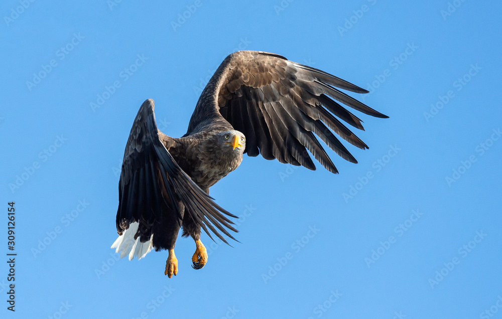 Obraz premium Adult White-tailed eagle in flight. Blue sky background. Scientific name: Haliaeetus albicilla, also known as the ern, erne, gray eagle, Eurasian sea eagle and white-tailed sea-eagle.