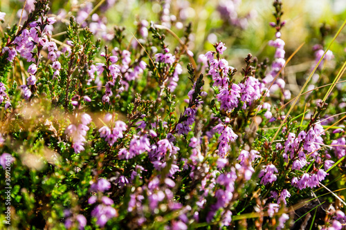Prostrate shrub - Calluna vulgaris with pink flowers. Occurring in the wild on an acidic soils.