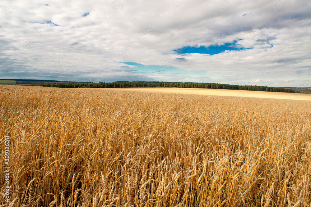 Golden wheat field under a blue sky with clouds and forest in the background.