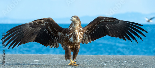 Slika na platnu Juvenile White tailed eagle spreading wings