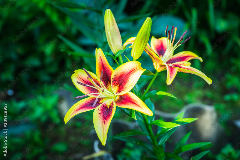Blooming lily flowers on the garden. Shallow depth of field.