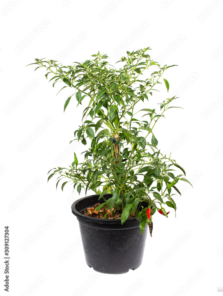 chili tree in a pot