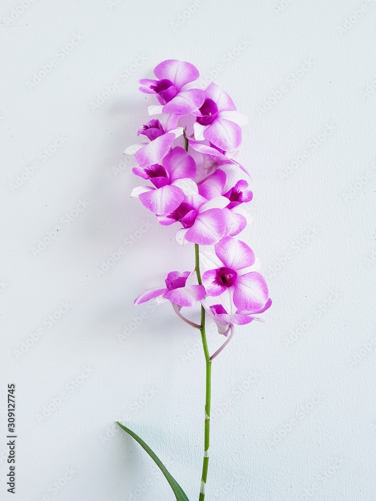 orchid purple flowers isolated on white background