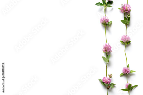Spring Composition Made Of Pink Clover