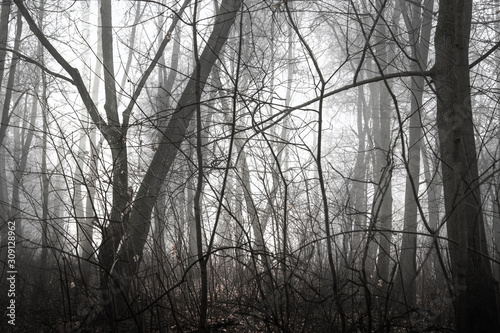 trees without leaves in a foggy forest