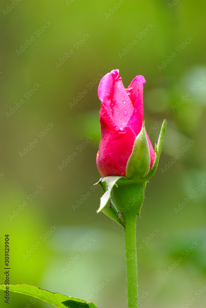 Red rose in garden with green blurry background Red rose in garden with green blurry background
