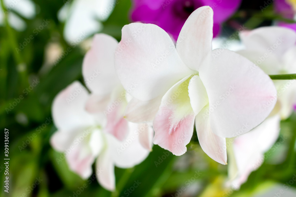 Close-up beautiful white and soft pink orchids flower (Dendrobium) in tropical botanic garden. White and soft pink orchids in green house ornamental houseplant in garden.