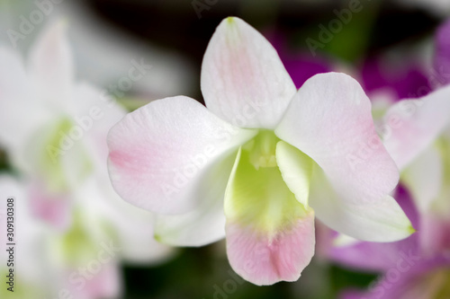 Close-up beautiful white and soft pink orchids flower  Dendrobium  in tropical botanic garden. White and soft pink orchids in green house ornamental houseplant in garden.