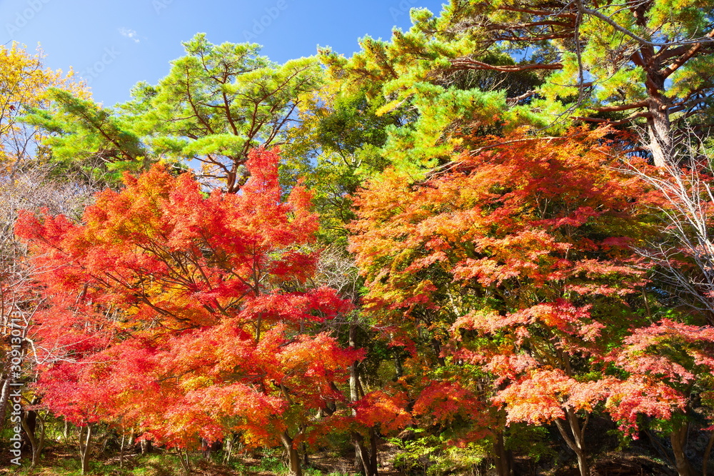 再度公園の紅葉、神戸市北区六甲山にて