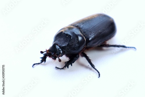 black beetle isolated on white background © Nantapop