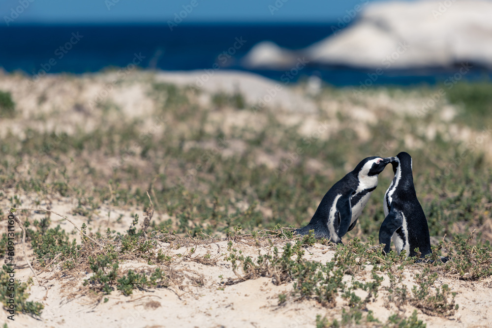 Fototapeta premium Penguin Couples