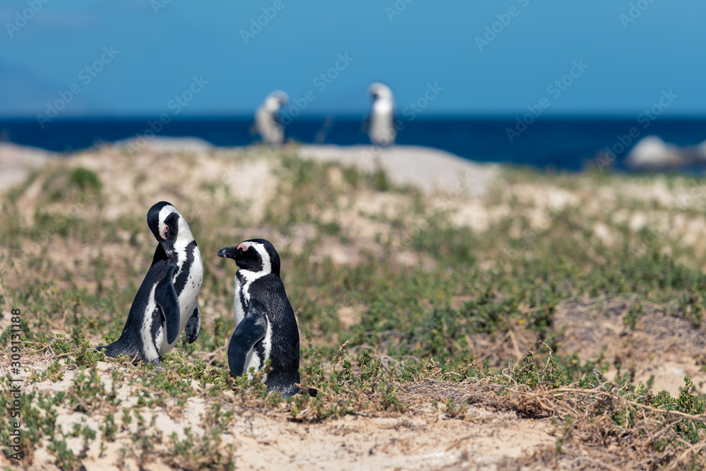 Fototapeta premium Penguin Couples