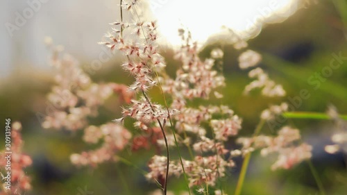 Slow of Cogon grass of lalang flower blow by wind with sunlight background.