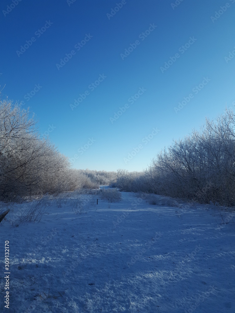 beautiful blue sky over snow covered forest