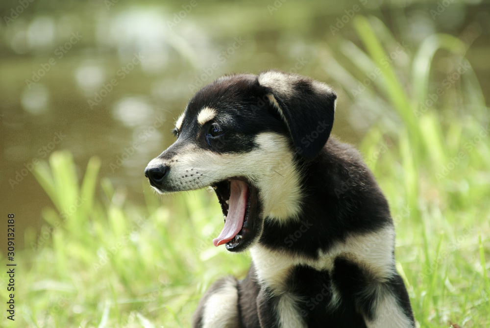 funny dog with open mouth outdoors. portrait of a yawning puppy      