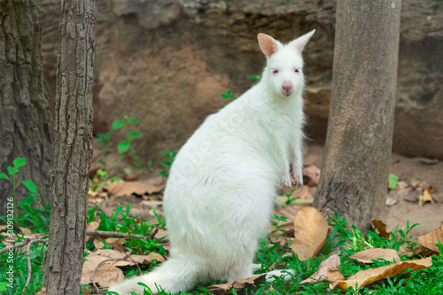 white kangaroo with natural backgroung in zoo © waraphong