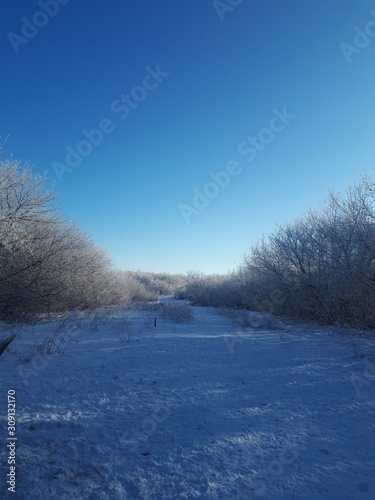 beautiful blue sky over snow covered forest