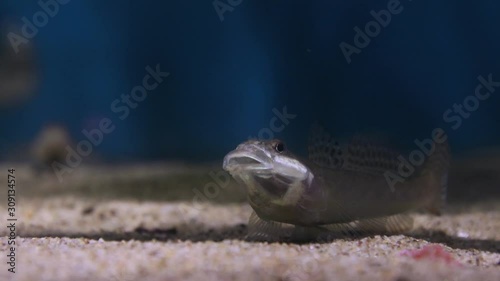 マハゼのあくび　-Yellowfin Goby-