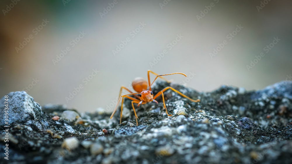 Fototapeta premium Close up of red weaver ant with wide open mandibles and ready to attack