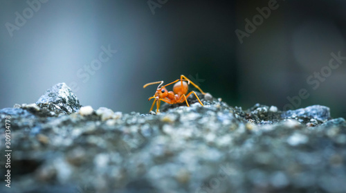 Close up of red weaver ant with wide open mandibles and ready to attack