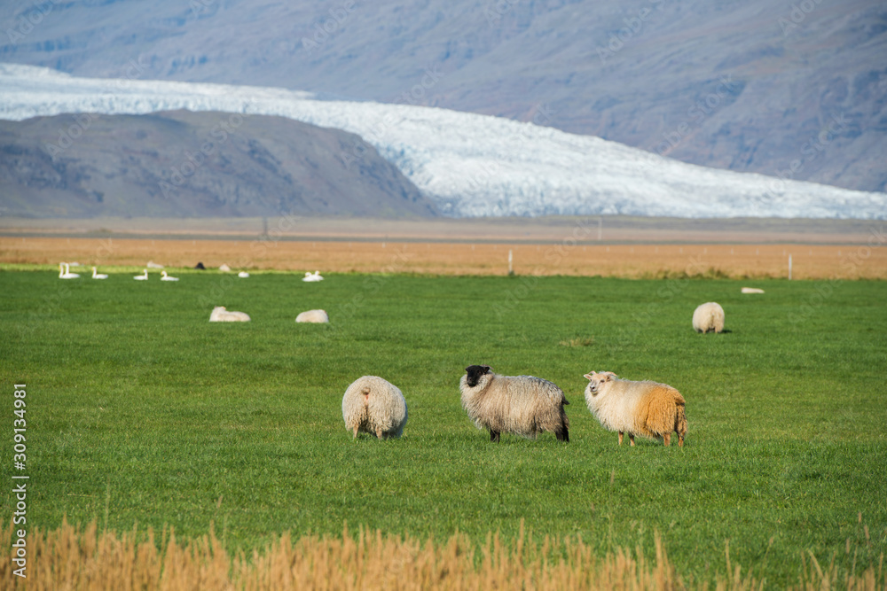 Sheeps in Iceland