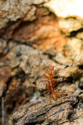 Ants behavior Red ants walking on trees © surasak