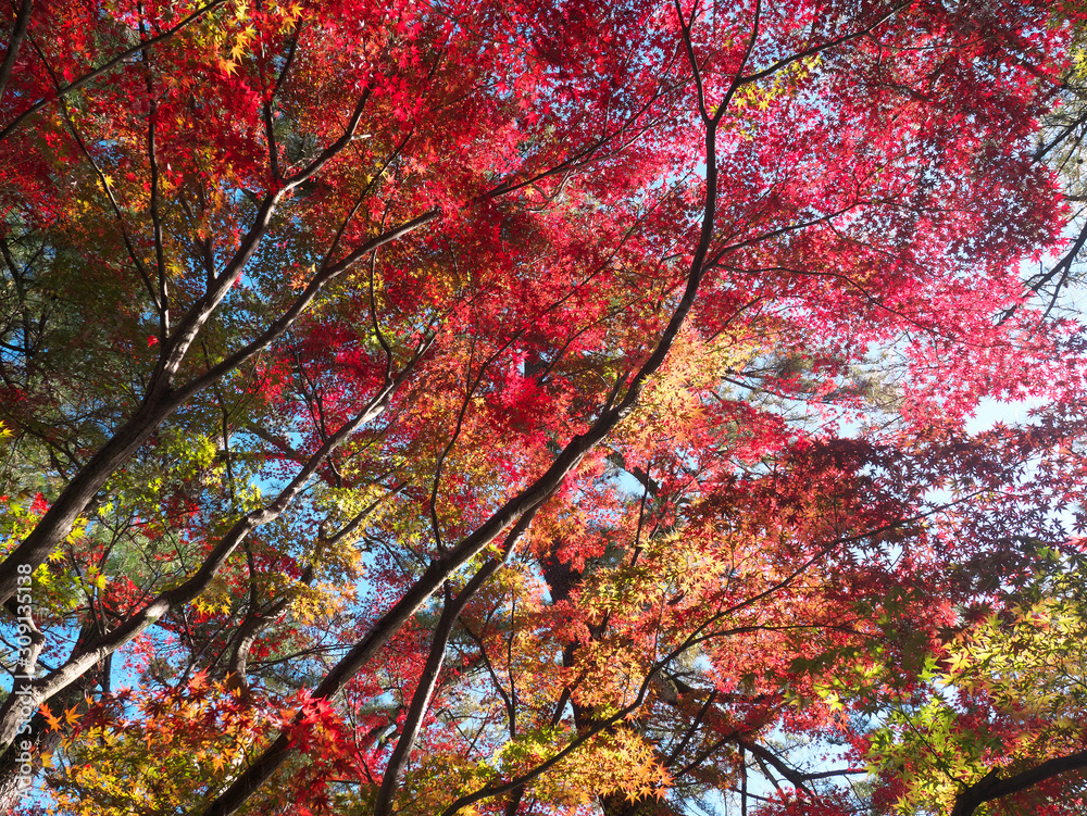 紅葉 木漏れ日 紅葉 木漏れ日