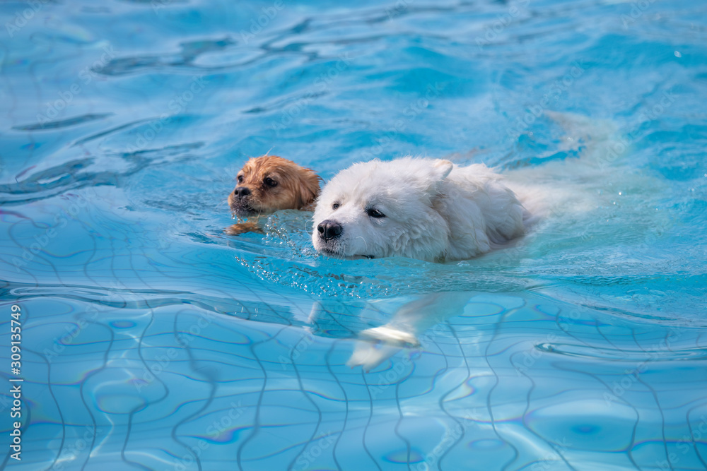 Samoyed dog swimming with another puppy