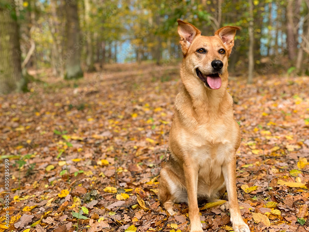 Schäferhund im Herbst Schäferhund im Herbst