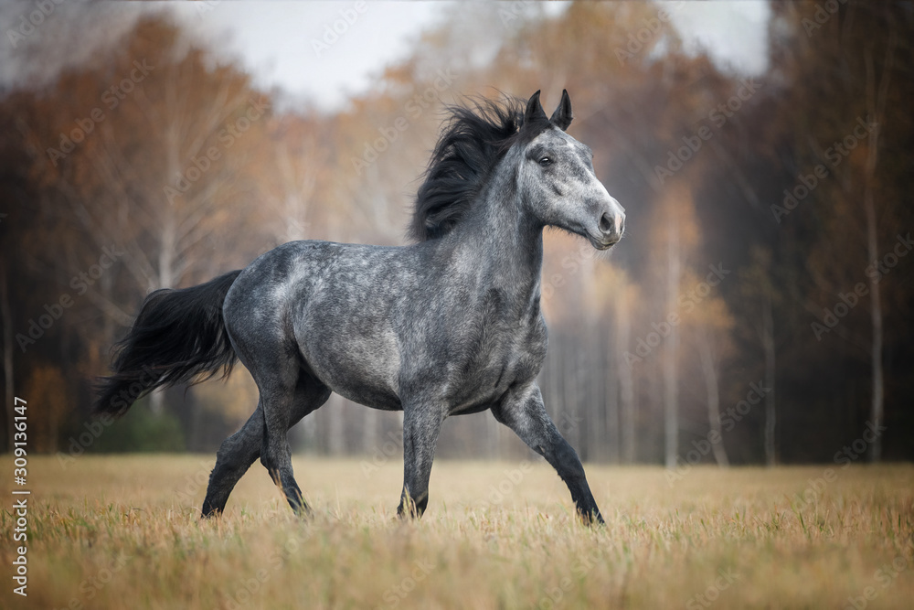 Beautiful horse running on the autumn meadow